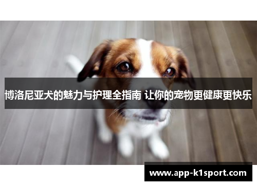 博洛尼亚犬的魅力与护理全指南 让你的宠物更健康更快乐